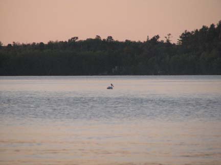 Pelican in Pelican Lake sunset